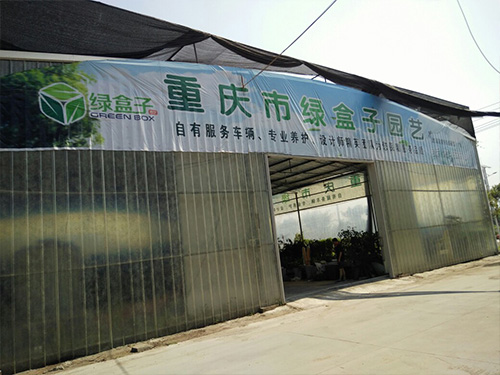 绿盒子苗圃基地