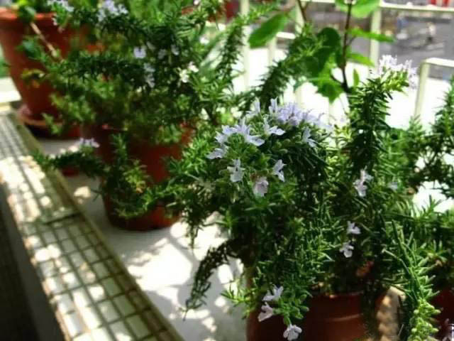 夏日天热清香驱蚊盆栽，你知道多少？