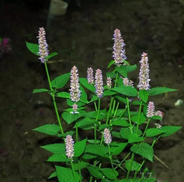 夏日天热清香驱蚊盆栽，你知道多少？