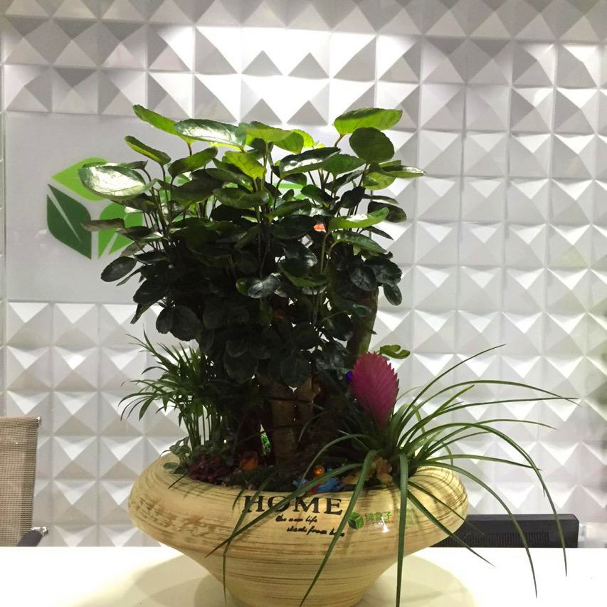 绿盒子植物盆景设计搭配