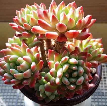 重庆植物租赁为你解答多肉为什么状态会相差那么多？