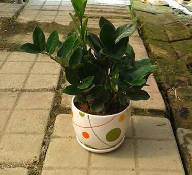 对室内植物类型的初步了解