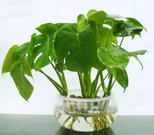 哪些植物能够水培水养，水扶植物有哪些