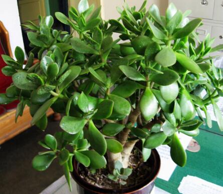 家庭室内花草装饰选择
