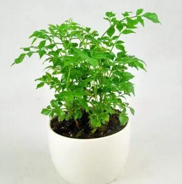 家庭幸福树的养殖注意事项