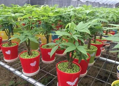 植物如何度过寒冷冬天的难关