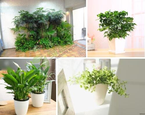 办公室绿化植物